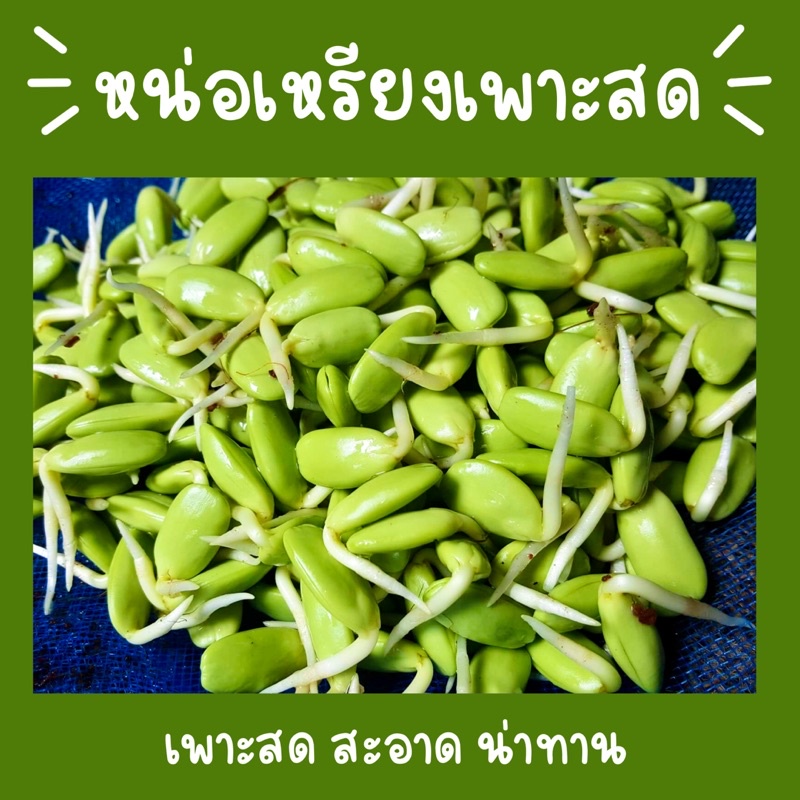 หน่อเหรียงเพาะสด500กรัมพร้อมส่ง