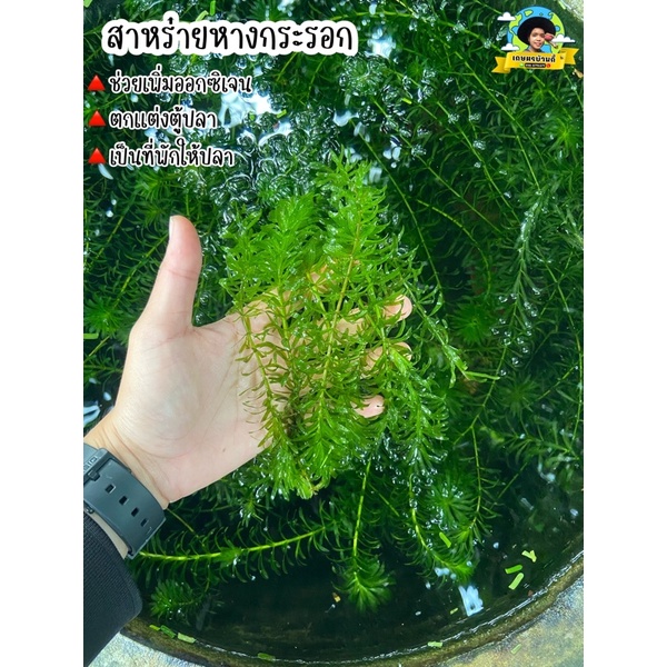 สาหร่ายหางกระรอก ใส่ตู้ปลา เพิ่มออกซิเจนในน้ำ เป็นที่พักให้ปลา Kaset Ban Gie