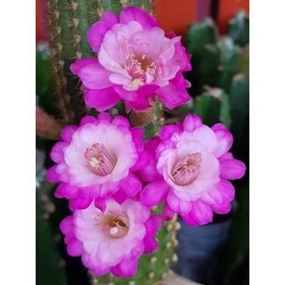 ไม้นำเข้าออกดอกในไทยแล้วแคคตัส cactus หน่อเด็ดสด Hildewintera  otto schultz ดอกสีชมพูขาว ขนาด 3 ซม. ขึ้นไป