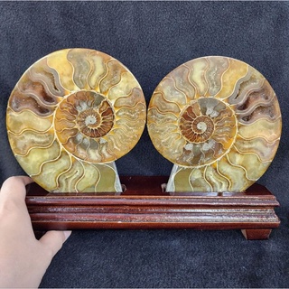 ฟอสซิลหอย แอมโมไนท์ แอมโมไนต์ ฟอสซิล(Ammonite)สูงพร้อมฐาน 19.3 ซม.หน้ากว้างพร้อมฐาน 26.5 ซม.หนา 5 ซม.น้ำหนัก1,289.8 g.