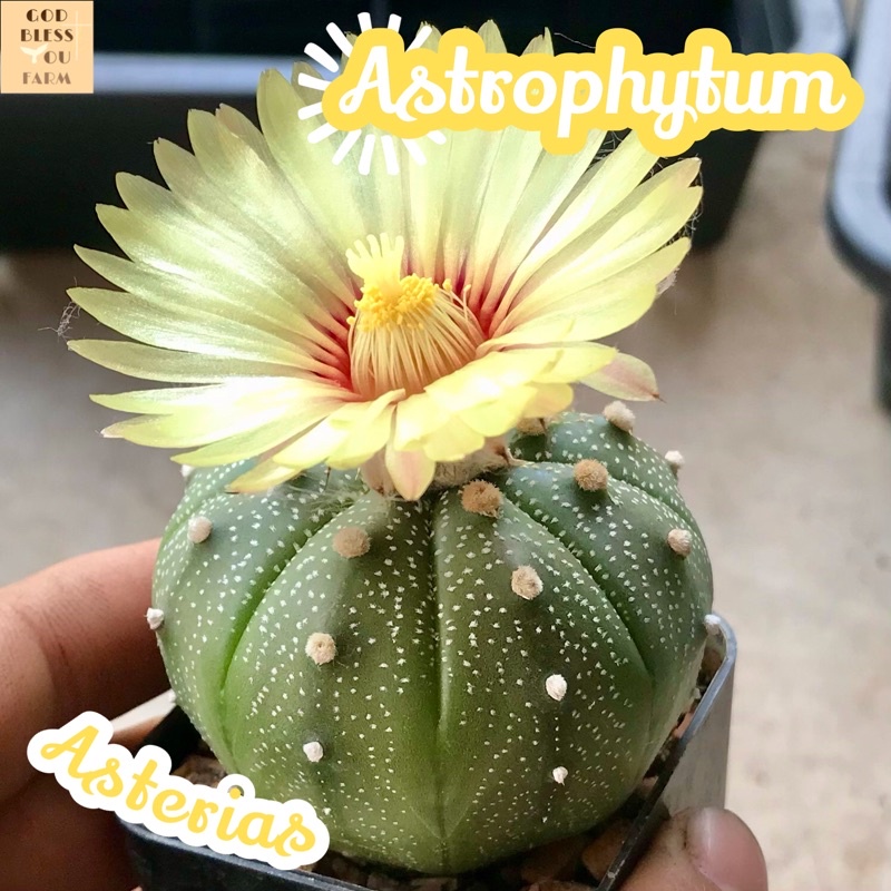 [แอสโตรแอสทีเรีย] Astrophytum Asterias ส่งพร้อมกระถาง แคคตัส Cactus Succulent Haworthia ไม้อวบน้ำ พืชอวบน้ำ ไม้หนาม