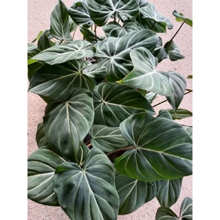 Philodendron​ Gloriosum​ white vein ฟิโลเดรนดรอน กลอริออซั่ม ก้านกลม