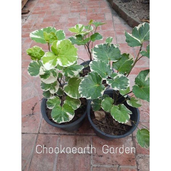 *เล็บครุฑตีนเต่า หรือเล็บครุฑกระจก กระถาง 5.5 นิ้ว ด่างสวย (จัดส่ง1-2วัน) - รูปที่ 2