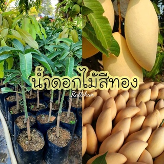 มะม่วงน้ำดอกไม้สีทอง☘ผลเหลืองสวยรสหวานต้นสูง40-50cm. 1-2ปีออกผล(รับประกันสินค้าชำรุด)