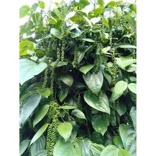 ต้นพริกไทยซีลอน สูง70-80cm. มีเม็ดแล้ว หรือพริกไทยดำ พร้อมส่ง สำคัญกรุณาสั่งซื้อในเวลา12:00น.-00:00น.