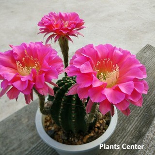 Plants Center พร้อมส่ง(Nongtj)กระบองเพชร แคคตัส cactus Echinopsis Nongtaojin of Japan 8-9cm