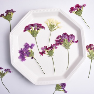 ช่อดอกเวอร์บีน่า Verbena คละสี ดอกไม้ทับ ดอกไม้แห้ง ดอกไม้ทับแห้ง