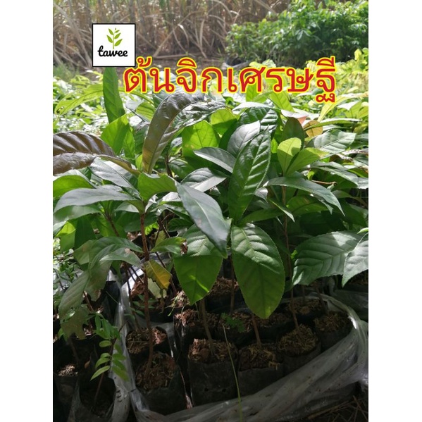 ต้นจิกเศรษฐี​ ต้นไม้​ป่า​ ต้นไม้​มงคล​ จิกเศรษฐี​