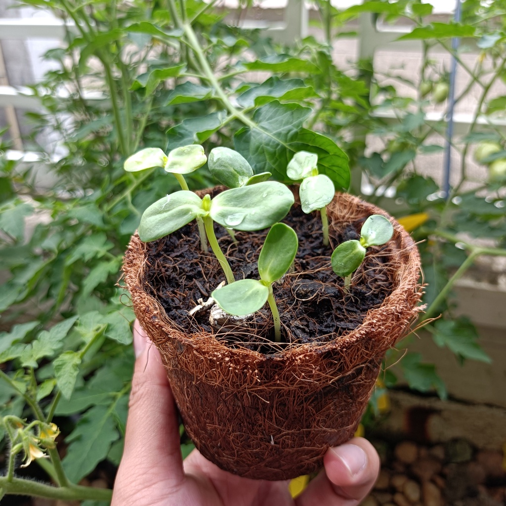 ชุดปลูกดอกไม้ ชุดของขวัญ ชุดพร้อมปลูกดอกดาวเรืองทอง - รูปที่ 4