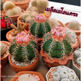 💥50 เมล็ด 29 บาท💥เมล็ดเมโลแคระ M2 เล็กสุดๆน่าเพาะจัด Melocactus Mtazanus เมล็ดแคคตัส