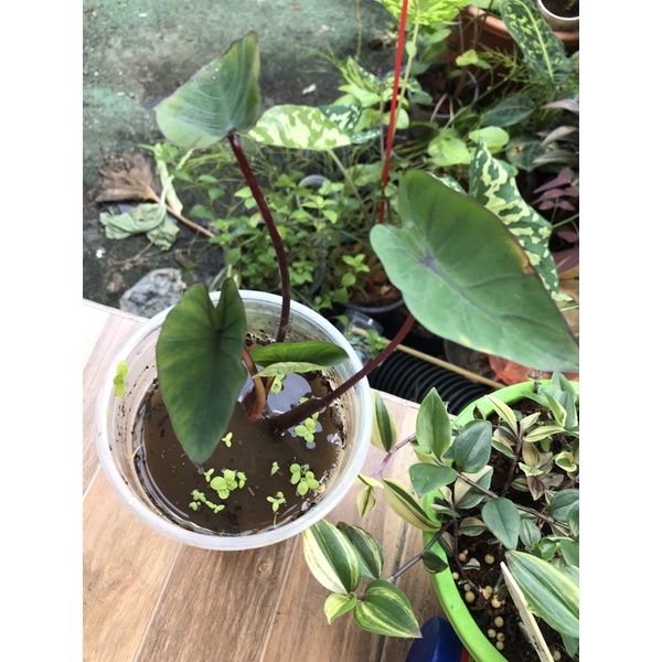 Colocasia esculenta (Hawaiian Punch)