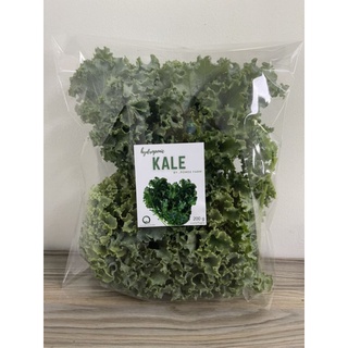 ผักเคล ออแกร์นิก Organic Kale ตัดสดตามออเดอร์ สดจากฟาร์ม