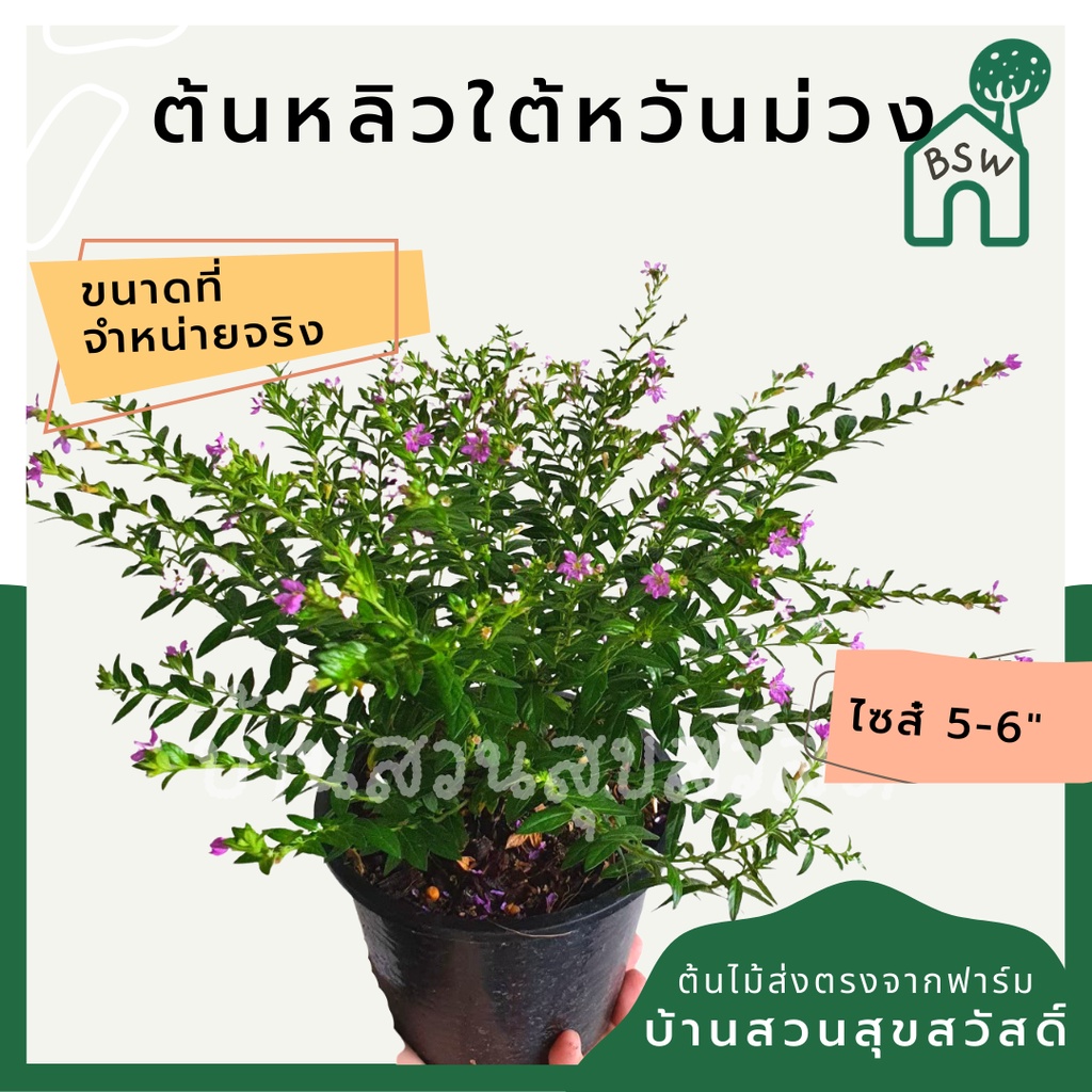 ต้นหลิวไต้หวัน หลิวไทเป กระถางดำ 6 นิ้วไม้ประดับ