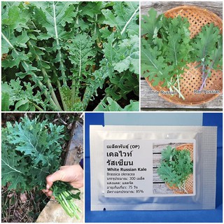 เมล็ดพันธุ์ เคลไวท์รัสเซียน (White Russian Kale Seed) บรรจุ 300 เมล็ด คุณภาพดี ราคาถูก ของแท้ 100%