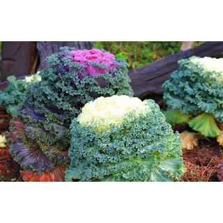 เมล็ด ปูเล่ประดับ คละสี - Osaka Series Mix Ornamental Cabbage