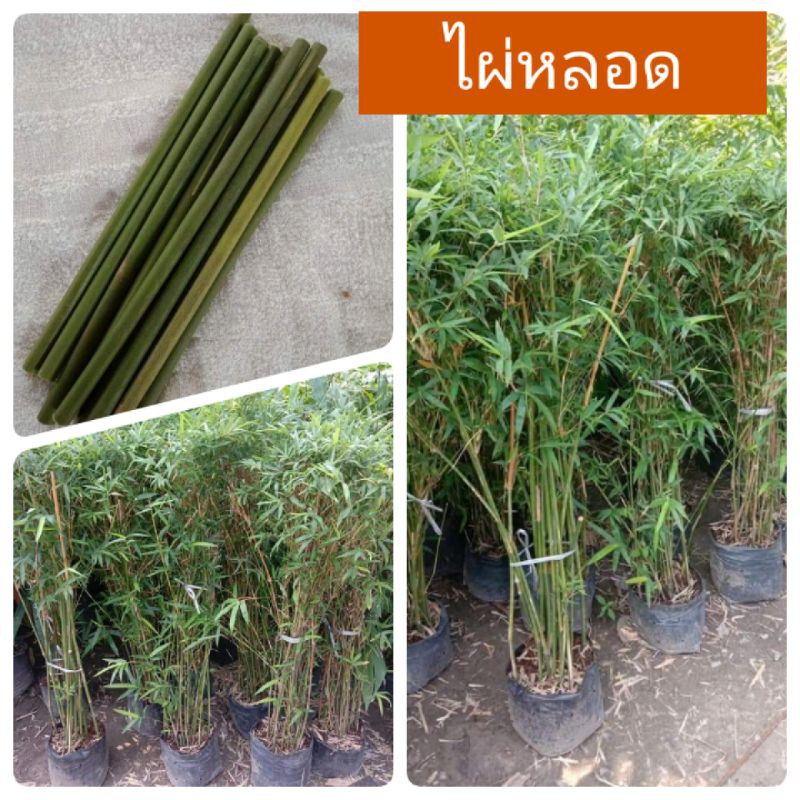 ต้นพันธุ์ไผ่หลอด ขุดเหง้าชำลงถุง รากแน่น โตไว ต้นแข็งแรง พร้อมปลูก