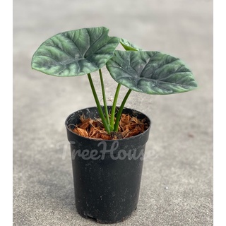 อโลคาเซีย ซินัวต้า (Alocasia sinuata) กระถาง 4-5 นิ้ว