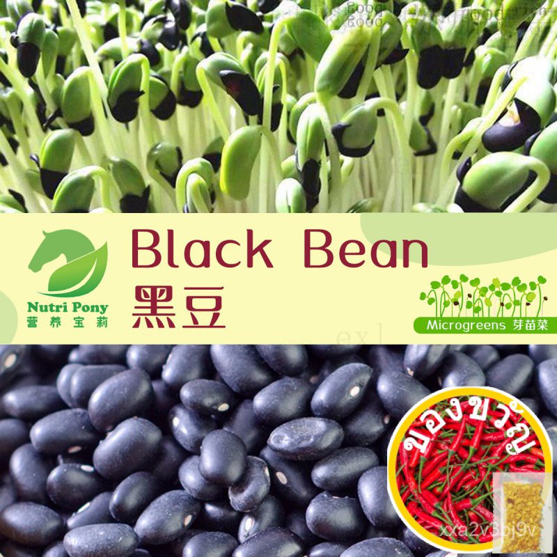เมล็ด/100 Grams Black Bean Microgreens Seeds ถั่วสีดำ芽苗菜เมล็ด Biji Benih Kacang Hitam Microgreen See