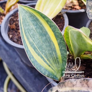 สวนขายเอง! ลิ้นมังกรครีบปลาวาฬด่าง Sansevieria masoniana variegate ไซส์กระถาง 4 นิ้ว ต้นไม้ประดับ อวบน้ำ ไม้ฟอกอากาศ