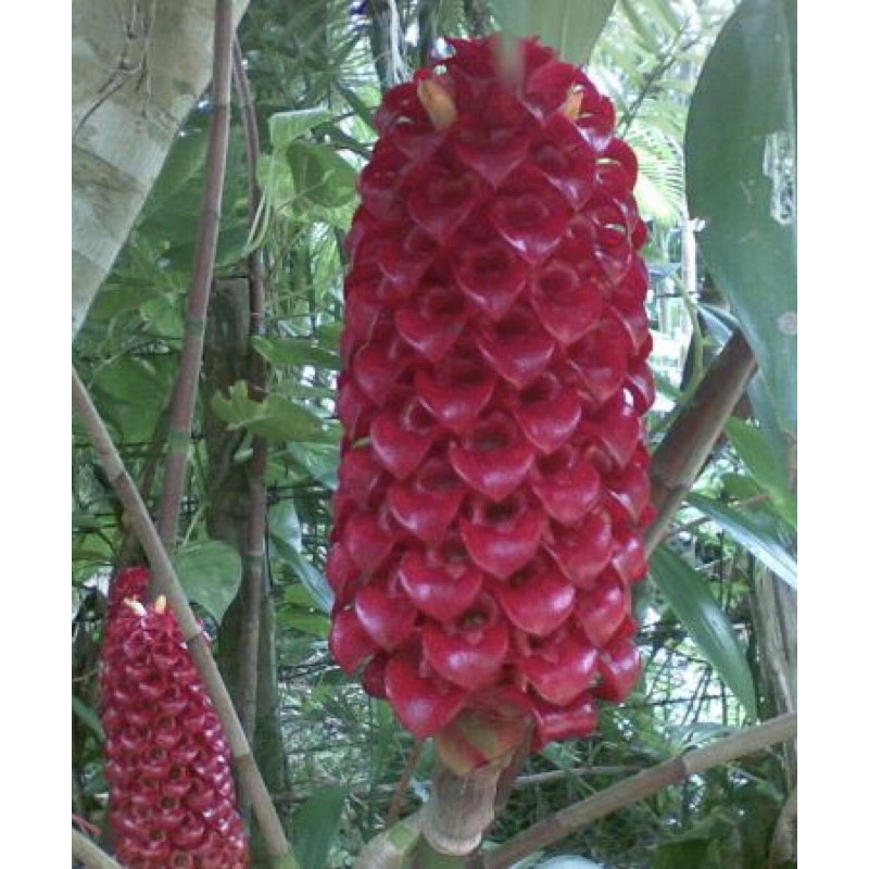 ดาหลา พันธุ์อินโด ดอกสีแดงสด สูง 50-70 ซม ไม้ดอกไม้ประดับ | Shopee Thailand