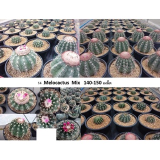 🌵💥เมล็ดเมโล 💥🌵  Melocactus seed 150 เมล็ด เมล็ดแคคตัส เมล็ดกระบองเพชร  (แคคตัส กระบองเพชร)