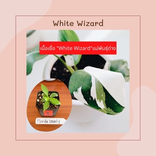 ฟิโลไวท์วิสาจ พ่อมดขาว (เนื้อเยื่อ)  Philodendron “White Wizard “  อนุบาลแล้ว ลุ้นด่าง