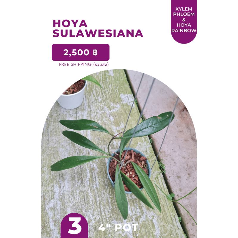 Hoya sulawesiana / โฮย่าสุลาเวเซียน่า