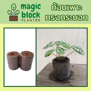 Magicblock ก7-10 ก้อนเพาะทรงกลม ขนาด กว้าง 7.5 สูง 10 เซนติเมตร