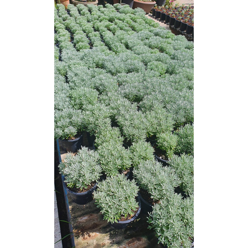 มุมมอง 3