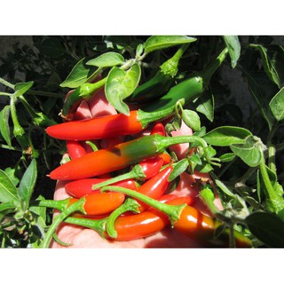 เมล็ด พริกเซอราโน่ - Serrano Mexican Pepper