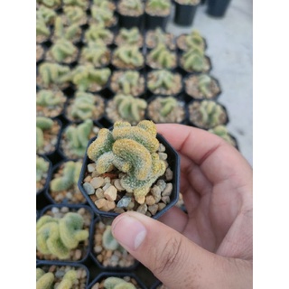 นิ้วทองคริส Mammillaria Elongata cristata🌵🤲🌵🤲🌵🤲🌵