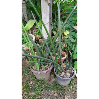 ว่านงาช้าง Sansevieria stuckyi ไม้ฟอกอากาศ Air purify Plant ไม้ฟอกอากาศ ไม้มงคล 1 กิ่ง ละ 15 บาท