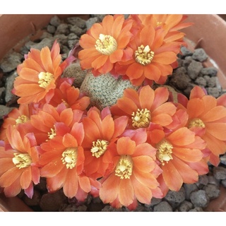 หน่อเด็ดสดรีบูเทียส้มขีดชมพู Rebutia hells bells หน่อสวยมาก