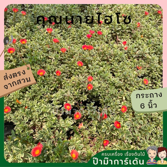 มุมมอง 5