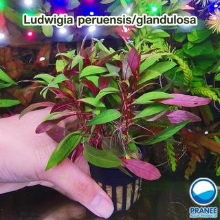 Ludwigia glandulosa / peruensis ต้นไม้น้ำ พร้อมปลูก ** กรุณาอ่านรายละเอียดก่อนสั่งซื้อ **