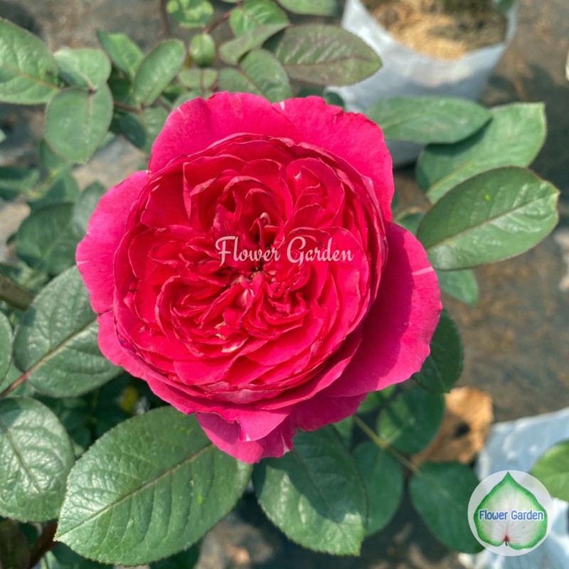 F481 กุหลาบ Rouge royal สีชมพู ดอกหอม!! ขนาดถุงใหญ่ ติดดอก