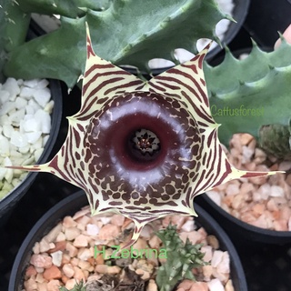 เก๋งจีนเด็ดสด Huernia Zebrina