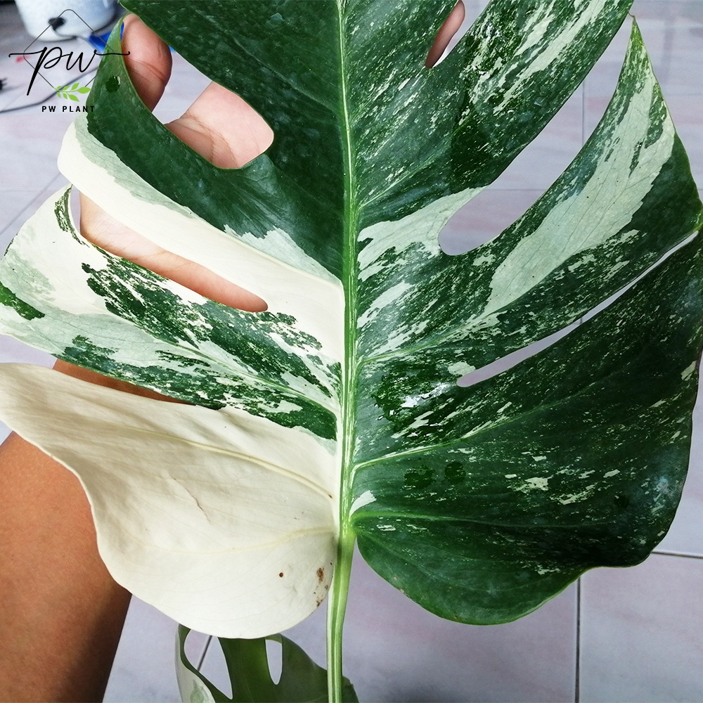 มอนสเตอร่า อัลโบ้ ด่าง ฮอลแลนด์ Monstera Albo Holland ลายวากิว ใบใหม่ฮา ...