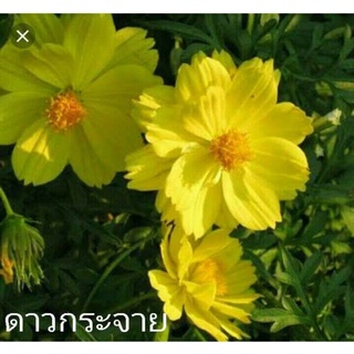 เมล็ดพันธุ์ดาวกระจายสีเหลือง