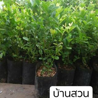 ต้นมะม่วงหาวมะนาวโห่ ต้นเพาะเมล็ด สูง 20-30 ซม. จัดชุด 3 ต้น