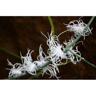 🐞 เซก้า ( 100 กรัม ) อะเซทามิพริด อะซีทามิพริด ป้องกันกำจัดแมลง ชนิดดูดซึม เพลี้ยอ่อน เพลี้ยหอย เพลี้ยแป้ง แมลงหวี่ขาว