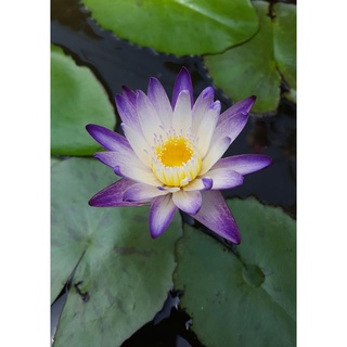 100 เมล็ด เมล็ดบัว สีม่วง นำเข้า บัวนอก สายพันธุ์เมล็ดบัว Waterlily Nymphaea Seeds