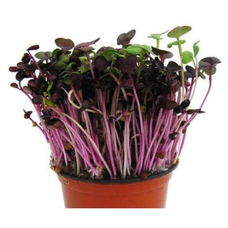 เมล็ดพันธุ์ ไมโครกรีน  Red Radish Microgreen บรรจุ 100 เมล็ด