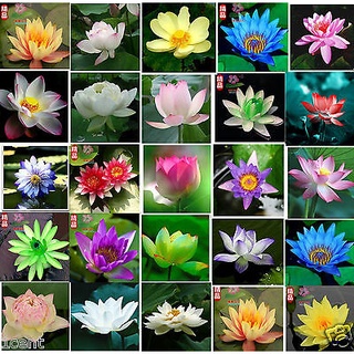 7 เมล็ด เมล็ดบัว คละสี ดอกใหญ่ สายพันธุ์เมล็ดบัว ดอกบัว Lotus seeds