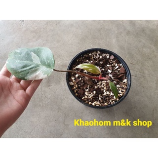 Philodendron red anderson ไม้วางข้อ