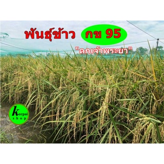 พันธุ์ข้าวกข95 ดกเจ้าพระยา เป็นข้าวไม่ไวแสง..ขนาด1กก.
