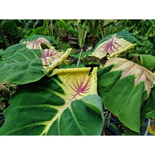 🪴โคโลคาเซียเจ้าหญิงผมทอง ชำใส่กระถาง ( ไม้Hybrid )❗️colocasia