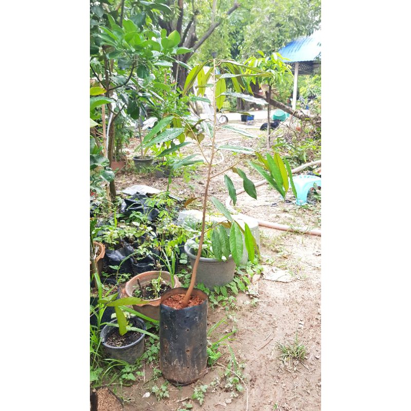 ต้นทุเรียนพันธุ์มูซังคิงต้นขนาด 1 เมตรพร้อมลงดินกิ่งกระโดงราคา550บาทส่งฟรี