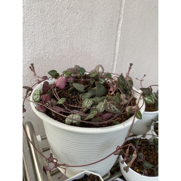 สายป่านดวงใจ String of Hearts