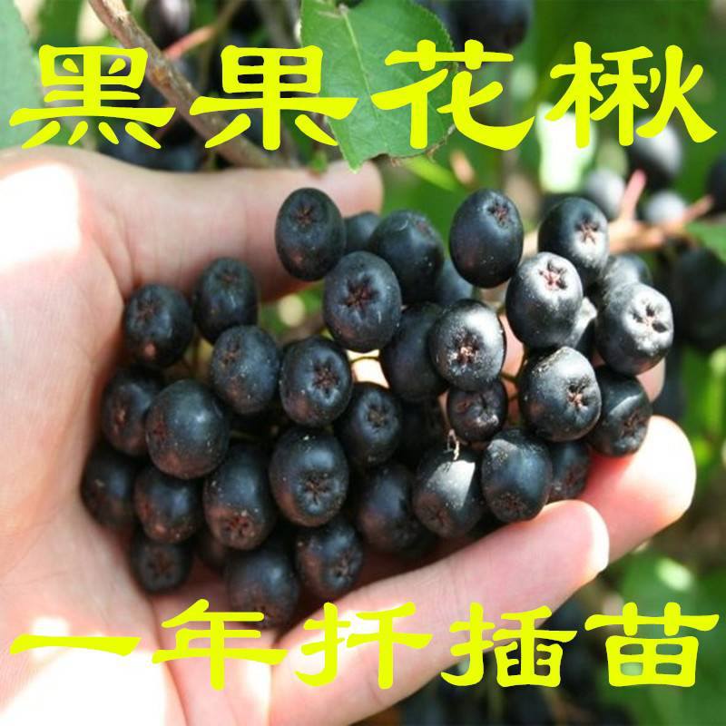 อะโรเนีย (Aronia melanocarpa)/โช้กเบอร์รี่(Growing Chokeberry)เป็นไม้พุ่มไม่ผลัดใบอยู่ในสกุล Rosaceae